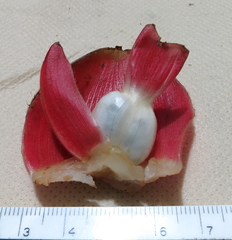 Costus plowmanii