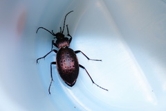 Carabus sylvestris