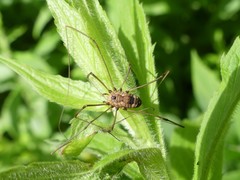 Leiobunum calcar