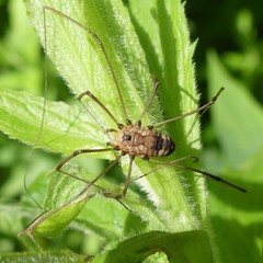 Leiobunum calcar