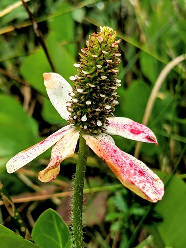 Anemopsis californica