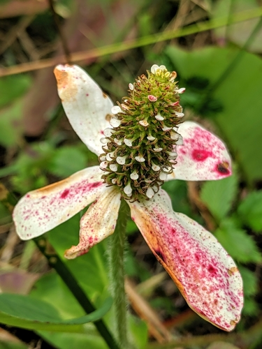 Anemopsis californica