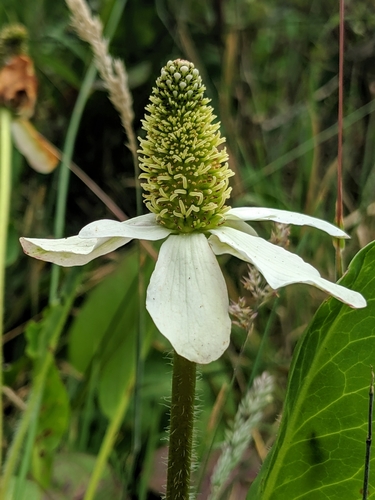 Anemopsis californica