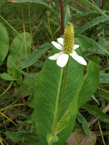 Anemopsis californica