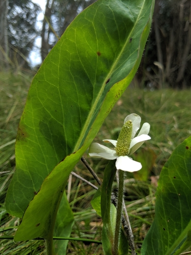 Anemopsis californica