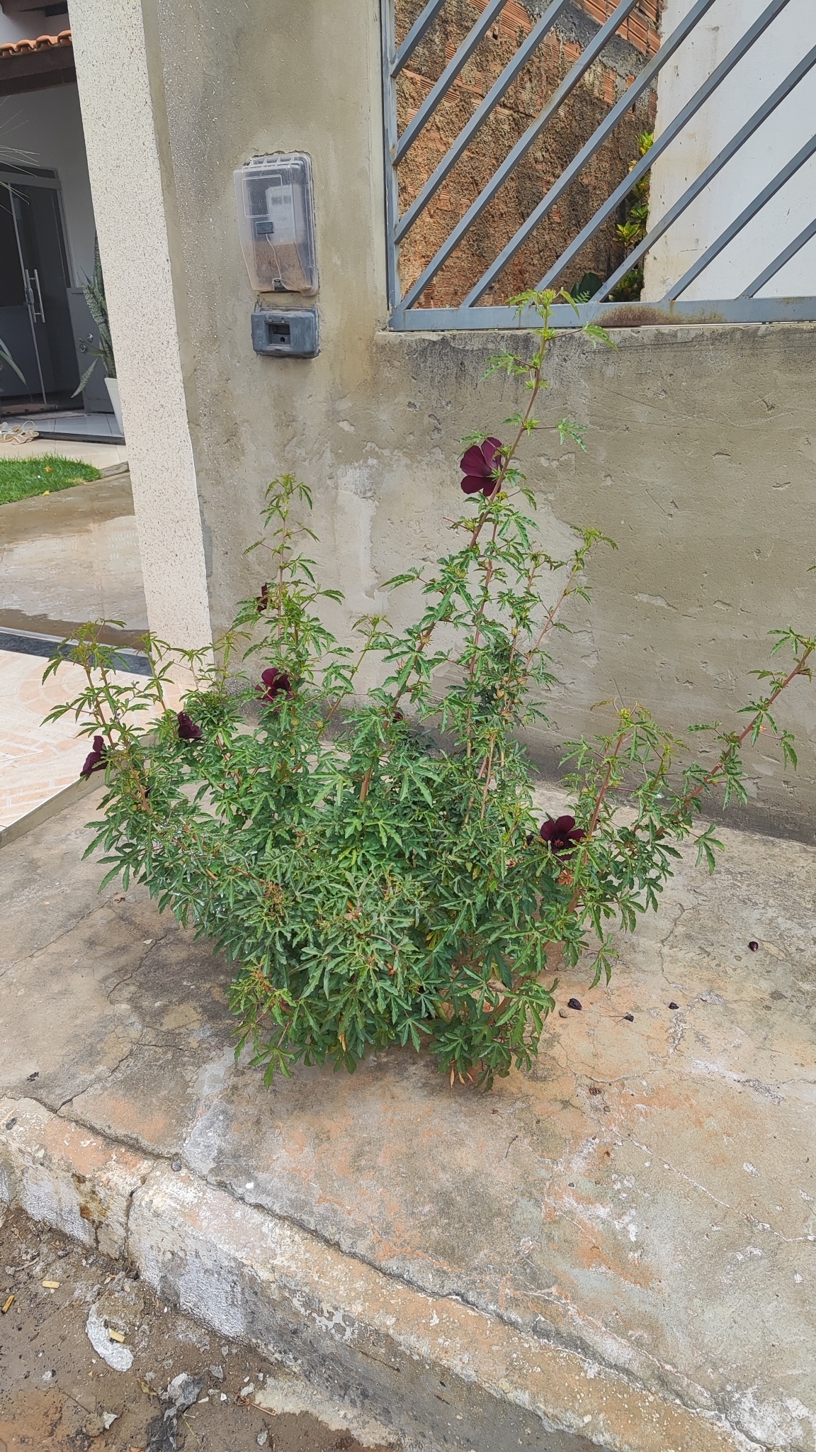 Hibiscus radiatus