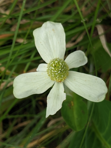 Anemopsis californica