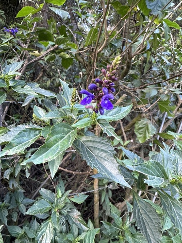 Pacific Sage (Salvia pteroura)
