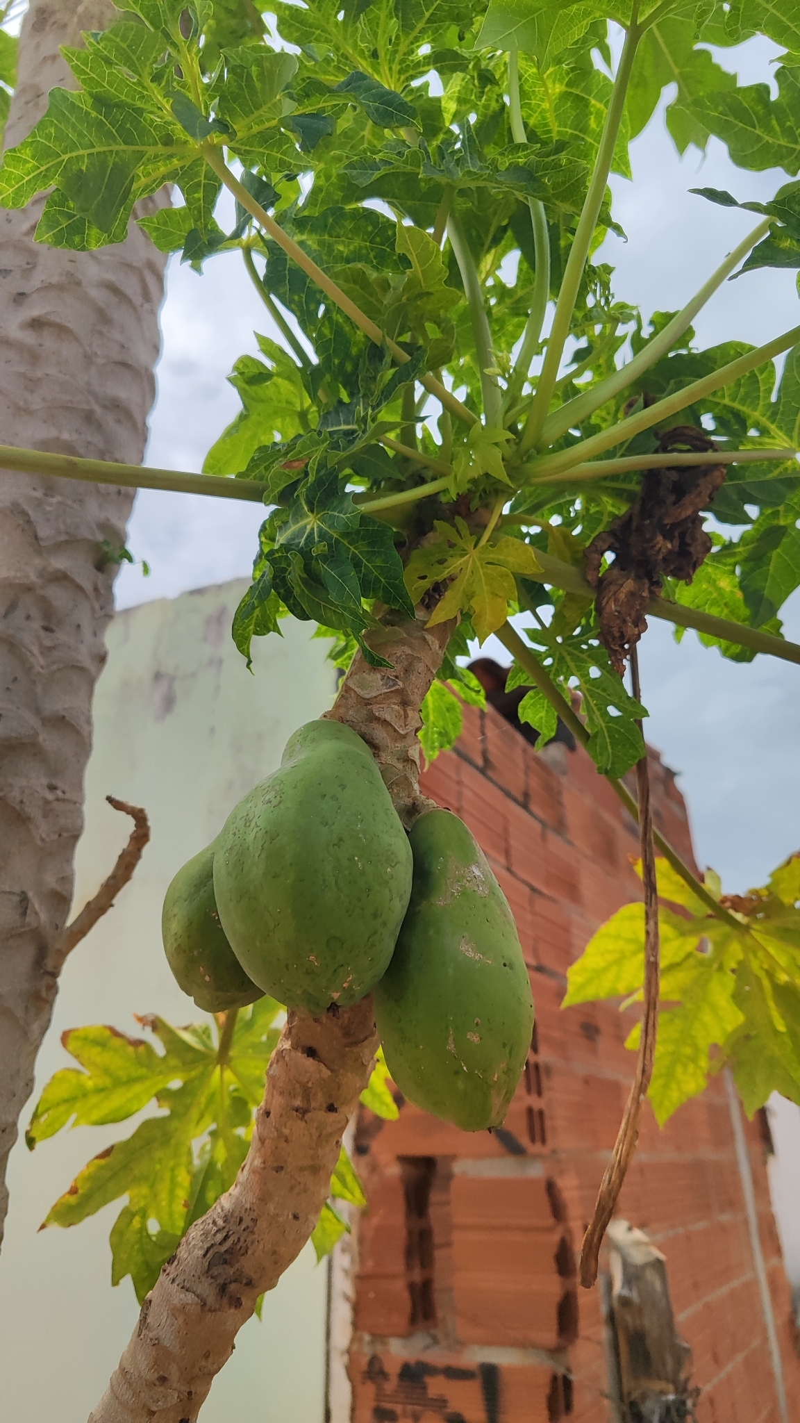 Carica papaya
