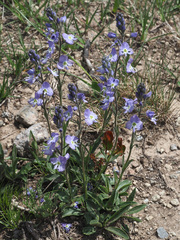 Veronica gentianoides