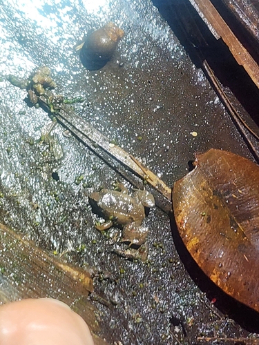 Burrowing Coqui, Eleutherodactylus unicolor