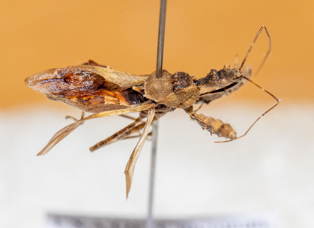 Assassin Insect Ohio Spiny Assassin Bug from Delhi, OH, USA on August 25, 2017 at 11:25 PM ...
