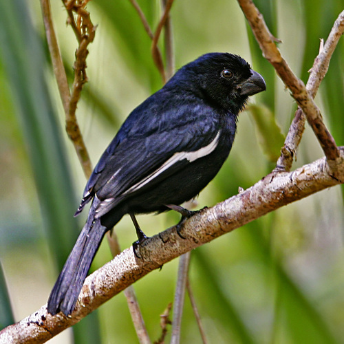 Cuban Bullfinch