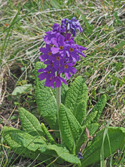Primula amoena