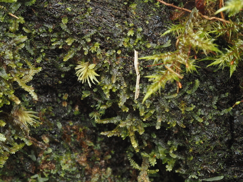 Mnioloma fuscum observed 2024-12-16