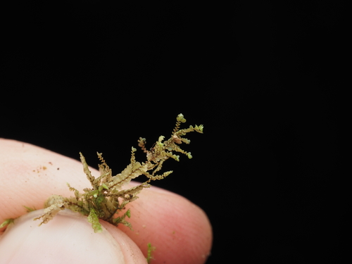 Radula javanica observed 2024-12-16