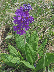 Primula amoena