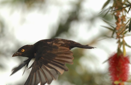 Vieillot's Black Weaver