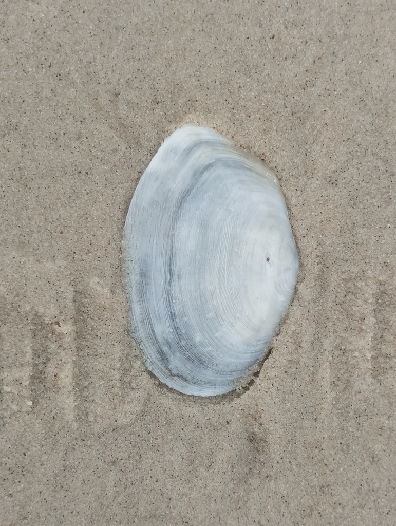 Temnoconcha galathaea