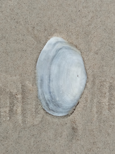 Temnoconcha galathaea