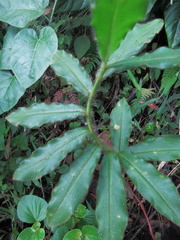 Costus villosissimus
