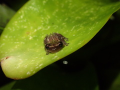 Teresensis' Bromeliad Treefrog photo 1