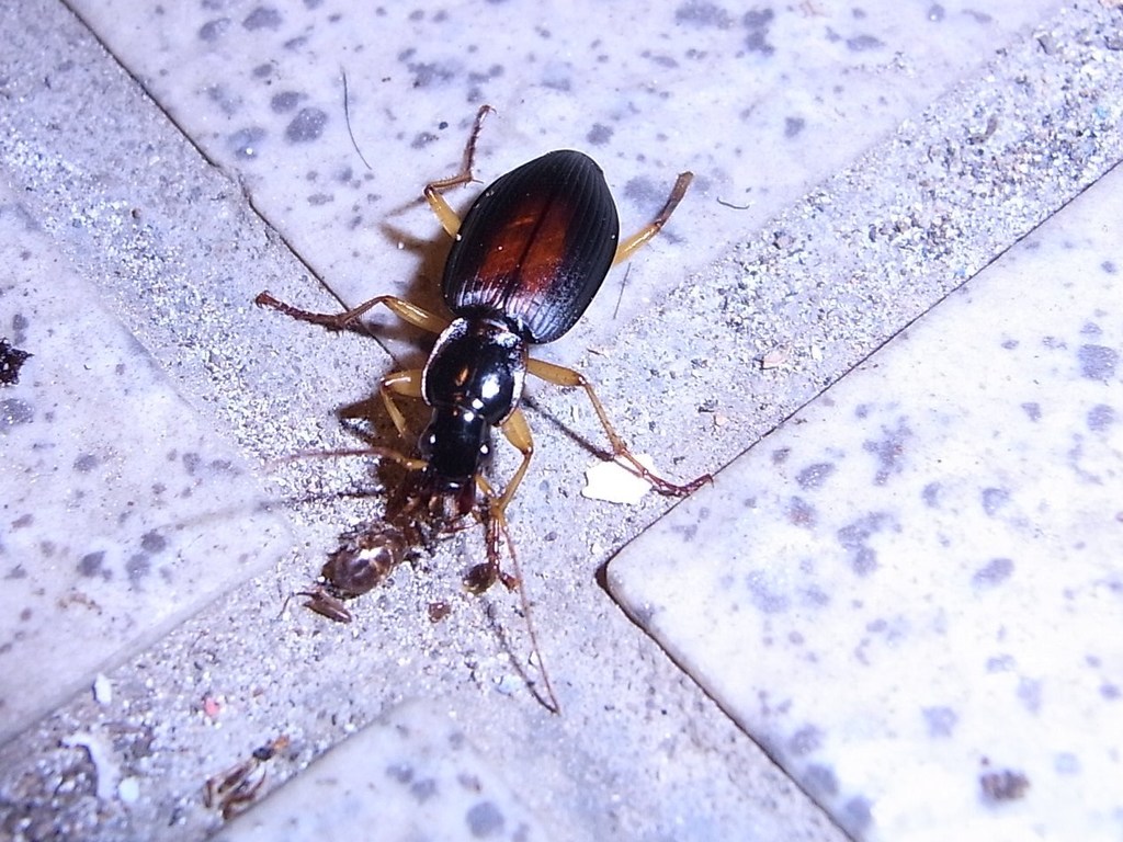 Dolichina