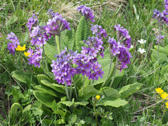 Primula amoena