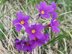 Primula amoena