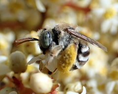 Anthophorula torticornis