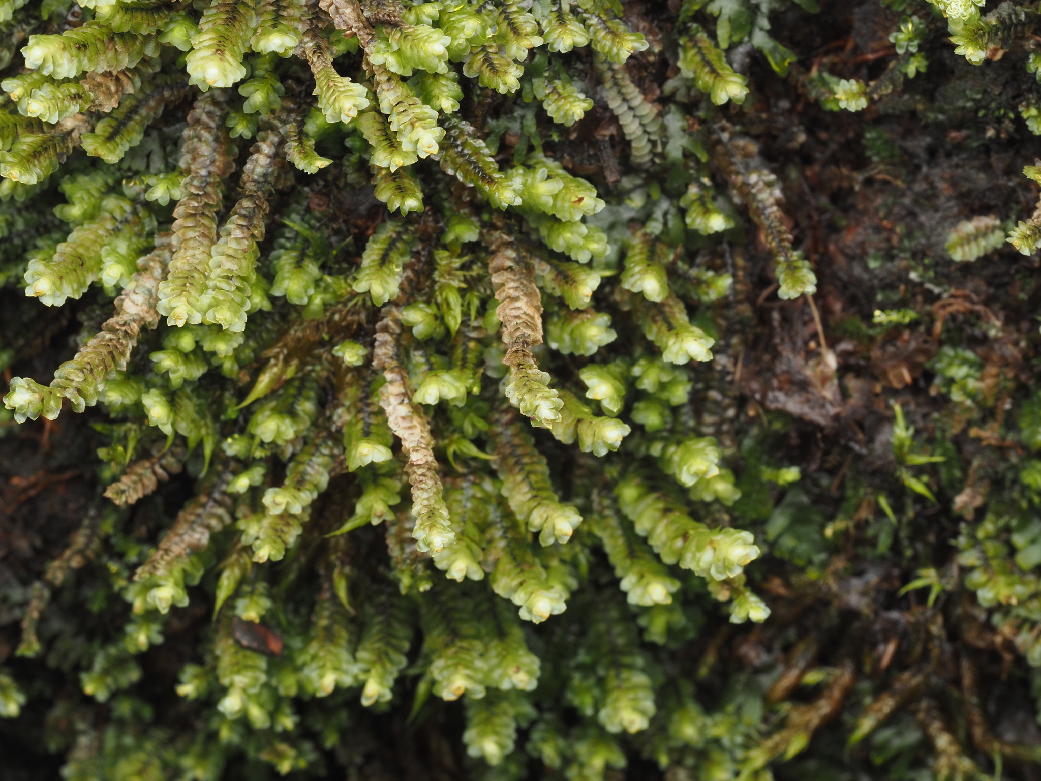 Scapania verrucosa