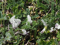 Astragalus kazbeki