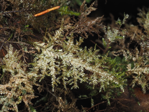Homaliodendron flabellatum observed 2024-12-16