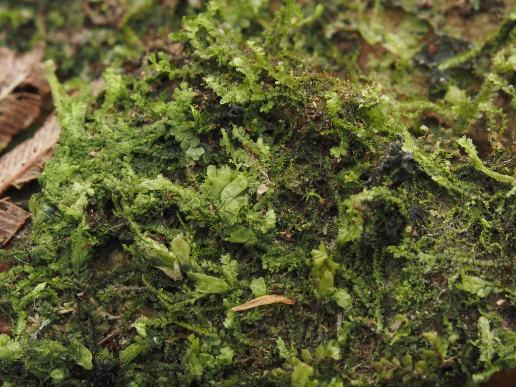 Lophocolea spinosa