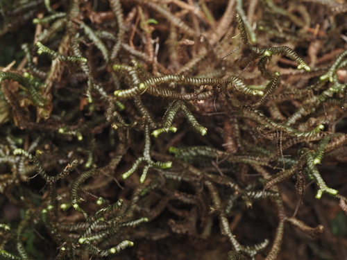 Bazzania didericiana