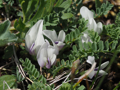 Astragalus kazbeki