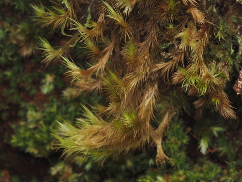 Campylopus hawaiicus observed 2024-12-16