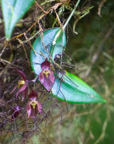 Pleurothallis rowleei, photograph 4