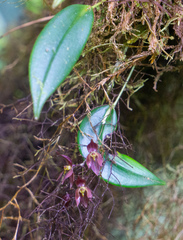 Pleurothallis rowleei, photograph (c) Matt Berger, some rights reserved (CC BY)