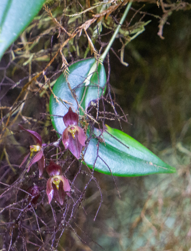 Pleurothallis rowleei, photograph 6