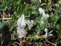 Astragalus kazbeki