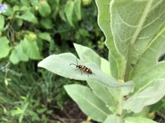 Typocerus velutinus