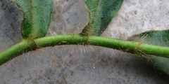 Costus villosissimus