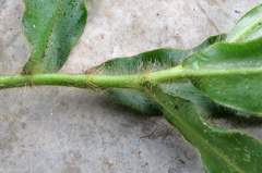 Costus villosissimus