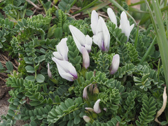 Astragalus kazbeki