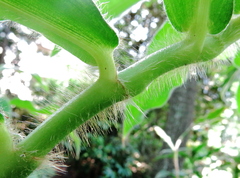Costus villosissimus