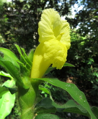 Costus villosissimus