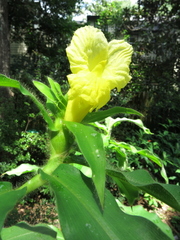 Costus villosissimus