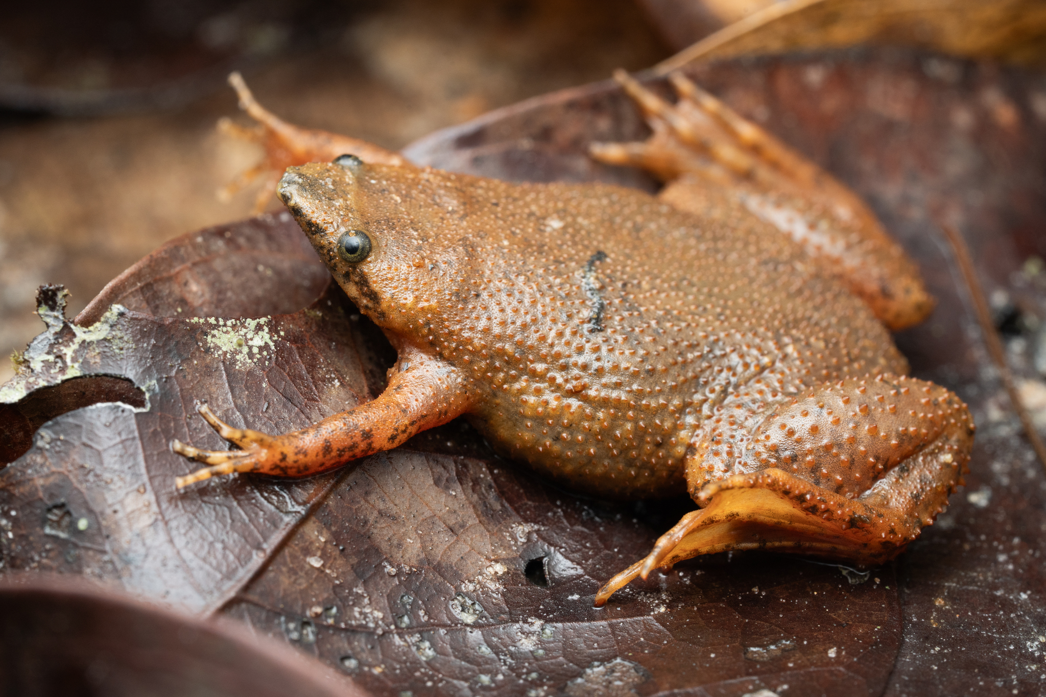 Albina Surinam Toad photo 3