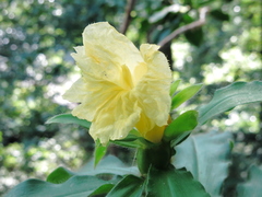 Costus villosissimus